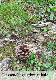 Dessouchage arbre et haie